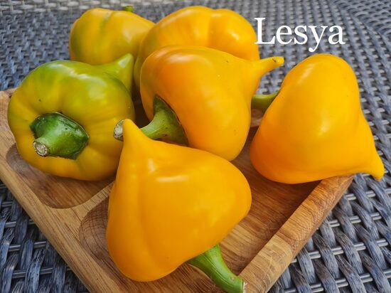 Lesya, dzeltena (paprikas sēklas)